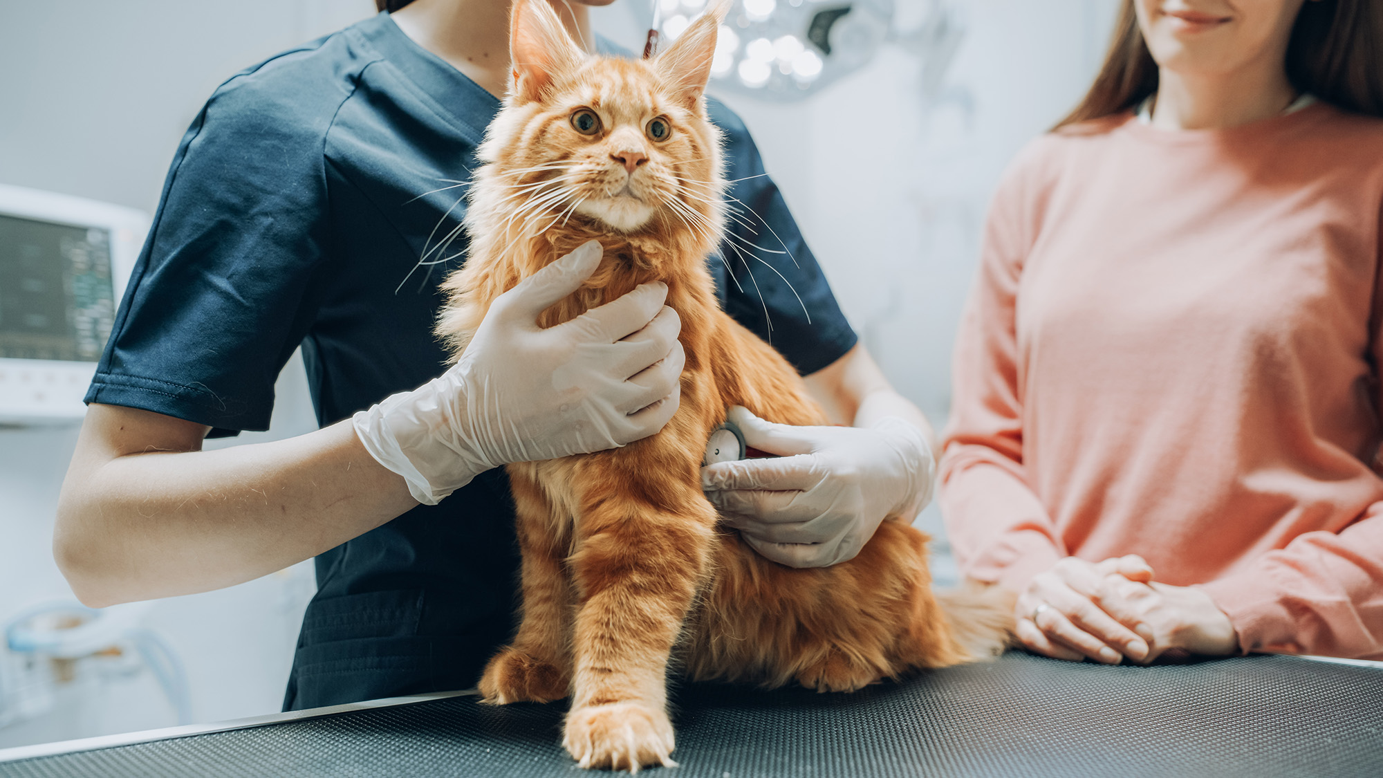 Veterinarian examining a cat